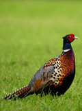 pheasant 1202