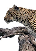 leopard-za-lovac-info-2.jpg