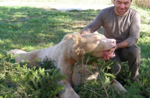 licki-lovci-zateceni-odstrijeljen-je-neobican-albino-medvjed-slika-64066.jpg
