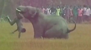 Slonovi ubili 4 osobe u Indiji