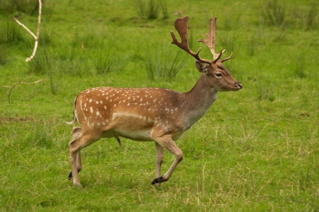 Lovačka društva platila oštećene usjeve seljacima koje je pričinio obični jelen