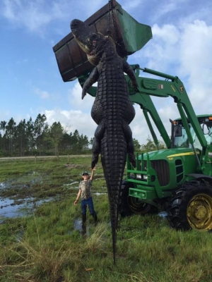 Odstrijeljen 5 metarski krokodil težak više od 360 kilogama