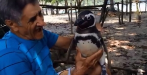 ZANIMLJIVOSTI: Pingvin svake godine pliva do Brazila kako bi posjetio svog spasitelja