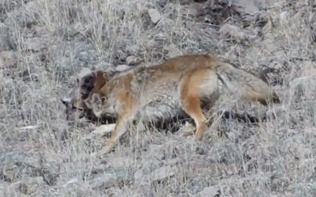 Video: Kojot u kanđama planinske pume