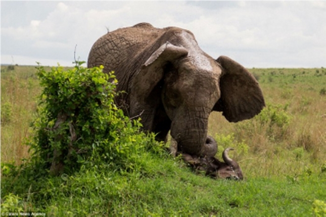 Fotograf zabilježio napad slona