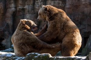 Pijan muškarac provalio u zoološki vrt kako bi provocirao medvjeda
