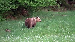 Paradoksalno ili ne: za medvjede u Hrvatskoj je bolje da je lov dozvoljen