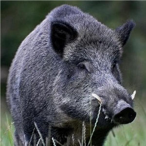 Video: Kada divlje svinje napadnu