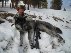 Počeo kontroverzni lov na vukove u Finskoj