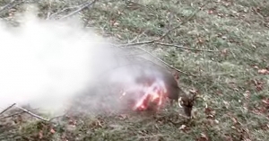 VIDEO: Vatrometom na bijelorepog jelena