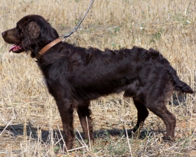 Njemački prepeličar (Deutcher Wachtelhund)