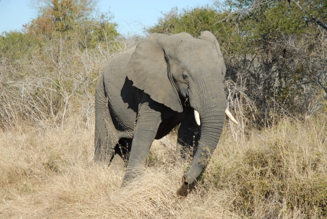 VIDEO: Slon napada i ubija bivola