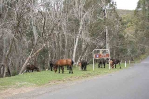 Australski divlji konji moraju biti odstrijeljeni