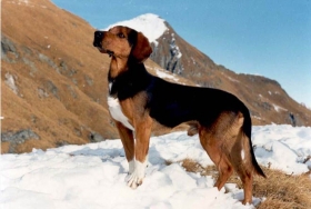 Tirolski gonič – eng. Tyrolean Hound