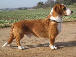 Vestfalski brak jazavčar - Westphalian Dachsbracke