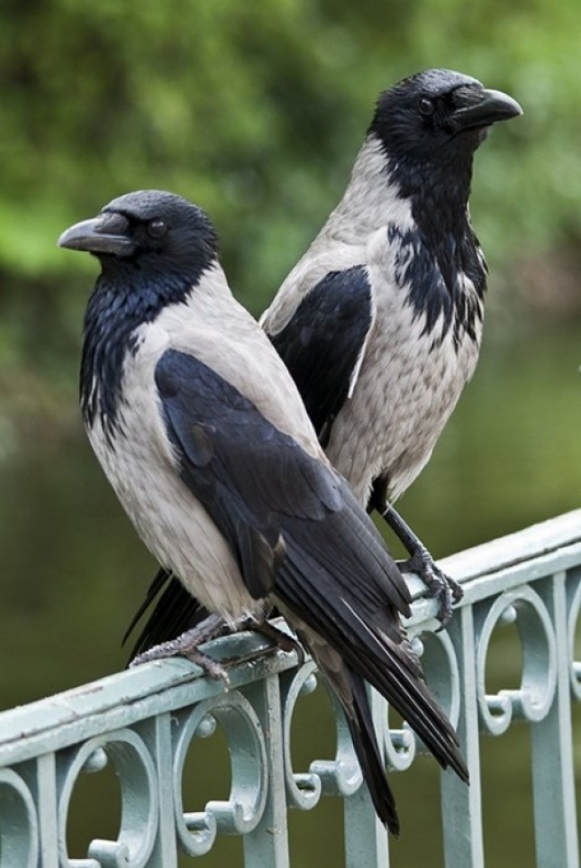 Siva vrana