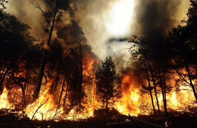 Šumski požari, najveća  katastrofa za divljač i biljni pokrov, dalmatinska su lovišta pretvorila  u spaljenu, bezživotnu zemlju
