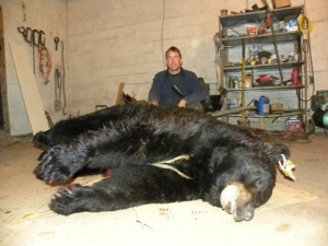 Rekordni crni medvjed odstrijeljen u Pensilvaniji_