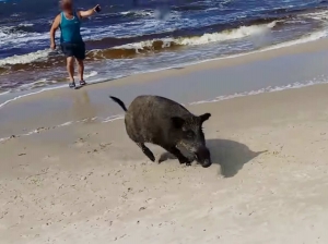 Divlja svinja napala kupače na plaži