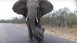 ZANIMLJIVOSTI: Slonica hrabro štitila mladunče od turista