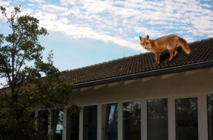 Lisica na krovu škole