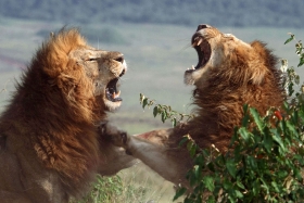 Potreban odstrijel 200 lavova u zaštićenom području &quot;Bubye Valley&quot;