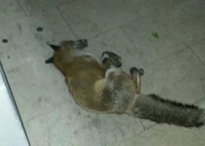 Dujić najavljuje najezdu divljih životinja u Šibeniku, lisica sinoć viđena na Krvavicama