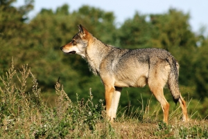 Stočari i lovci složni: vučji napadi postaju neizdrživi