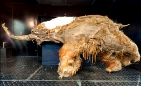 Znanstvenici će pokušati klonirati drevnog lava otkrivenog u Sibirskom permafrostu.