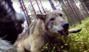 Kamera na psu zaustavila napade vukova na lovačkoga psa