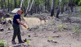 LIČ: poludivlji psi harače po jelenskom gateru