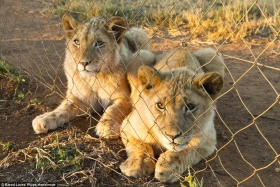 Prema saznanjima, u Južnoj Africi ima skoro tri puta više uzgojenih lavova od divljih