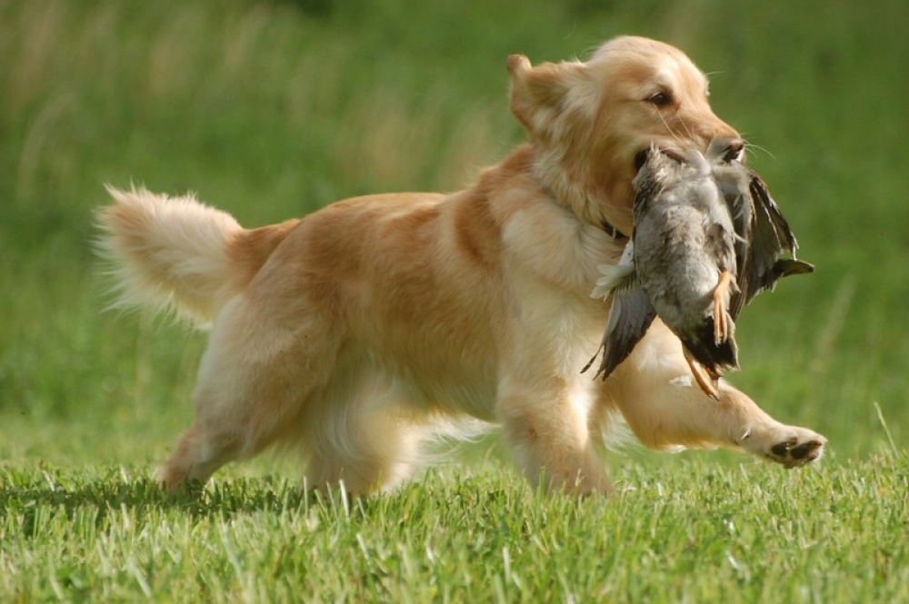 kako se psi koriste za lov