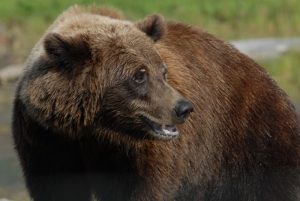 VIDEO: Grizli medvjed napravio &quot;Selfie&quot;