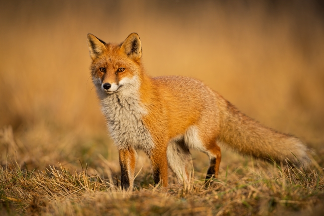 Započela jesenska kampanja oralne vakcinacije lisica