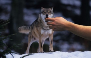 Opasan susret sa vukom: trkač ugrižen za ruku