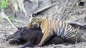 VIDEO: Tigar ulovio velikoga vepra te ga živog počeo jesti