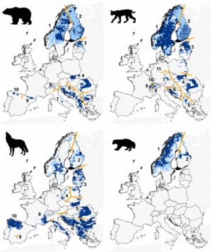 Europa: obnova brojnosti velikih zvijeri