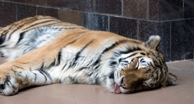 Pijana žena provalila u Zoološki vrt u Nebraski, a za svoj trud je dobila ugriz od tigra