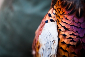 Obični fazan - Phaisanus colchicus L. – eng. Common Pheasant