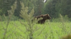 LOŠA KOB: Medvjed napao lovca i nanio mu teške tjelesne ozljede
