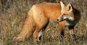 Oralna vakcinacija lisica počinje danas. Ne dirajte mamce ako ih pronađete u prirodi