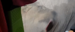 VIDEO: Žedni lavovi došli do šatora, od turista ih dijelila samo tanka tkanina