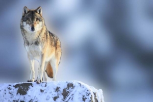 11.571 Norvežana zatražilo dozvolu za lov 16 vukova
