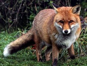 Odstrijel lisica u jelenskom parku Clissold