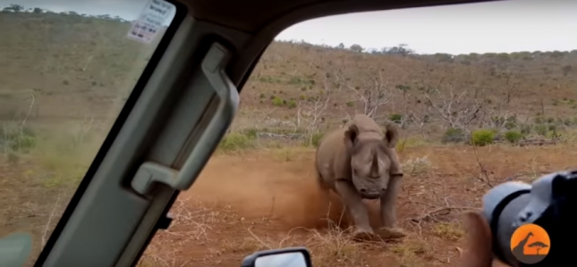 Video: Crni nosorog izgubio temperament i napao fotografe u autu